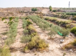 redtoone inmobiliaria Alicante